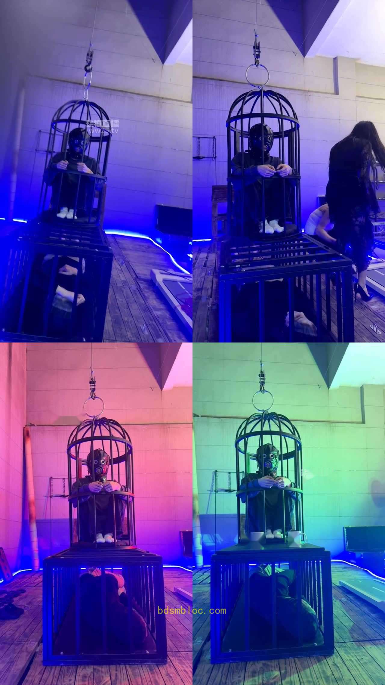 【暴躁七七】波波和77调教